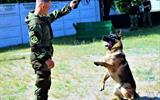 «Юный патриот»: в питомнике служебных собак